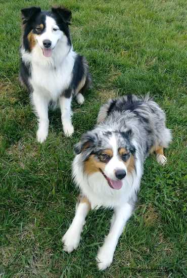 Two fluffy dogs one sitting down and one laying down in grass looking happy.